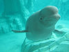 Beluga Whale I