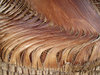 Palm