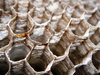 Wasp nest 2