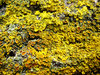 Lichen