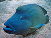 Napoleon fish