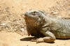Iguana