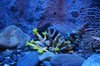 Underwater 1