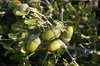 Acorns
