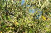 Olive tree 1
