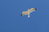 Gull 5