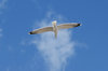 Gull 1