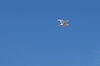 Gull 3
