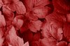 Red leaves