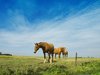 horse