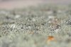Blurred moss 2