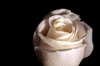 White rose 1
