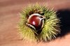 Chestnut 1