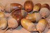 Acorn texture
