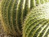 Barrel cactus