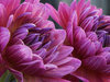 Deep Pink Dahlias