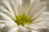 Dreamy Daisy