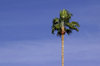Phoenix Palm