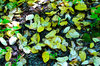 Forest floor