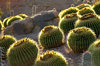 Desert Scene