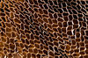 Cardboard Texture