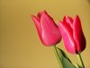 Tulipany 2