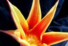 Nature picture 10