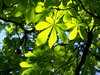 Horse chestnut leaves