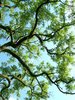 Tree 1