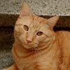 Cat #221