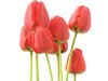Private tulip