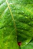 Raindrops