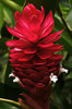 Tropical Heat