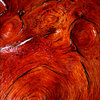 Barking up the right tree 1
