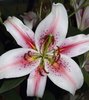 Pink Lilly