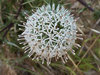 Thistle 1