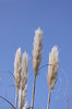 Bulrushes (Cyperaceae)