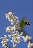 Bee Pollinating