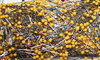 stick pins
