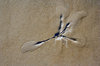 footprint of a seagull