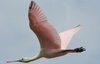 Rosette Spoonbill