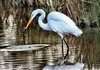 Heron Drinking