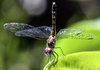 Headfirst Dragonfly