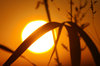 Sunset in the Bush