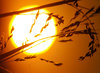 Sunset in the Bush