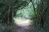 Walking Path