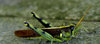 Grasshopper