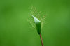 Grass