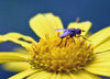 Common Fly