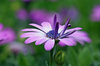 My best flower